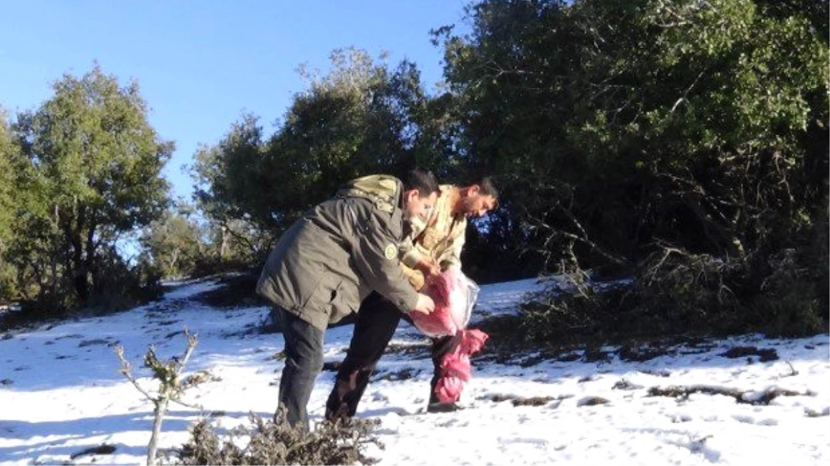 Kurt Saldırılarını Önlemek İçin Doğaya Sakatat Bıraktılar