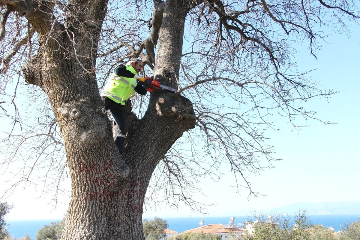Kuşadası\'ndaki Anıt Ağaçlar Restore Ediliyor
