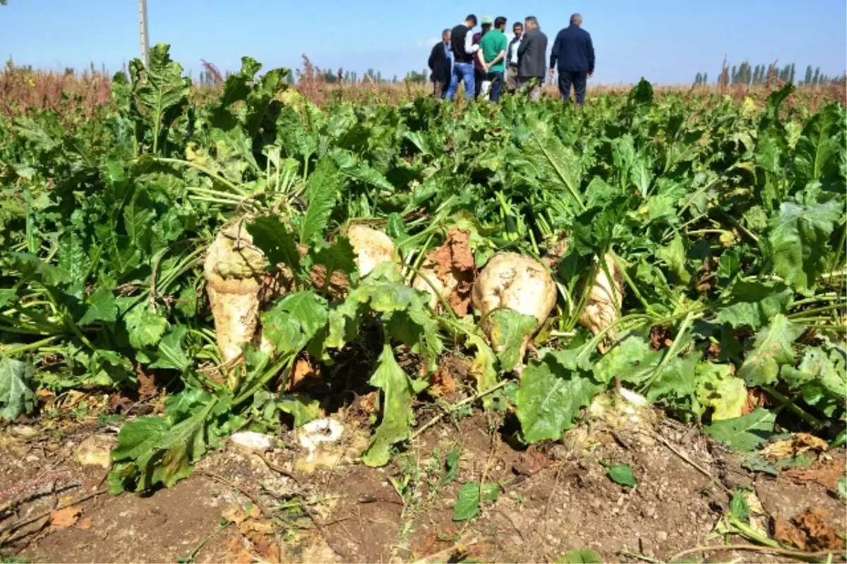 Pancar Üreticisine 122 Milyon Lira Ödenecek