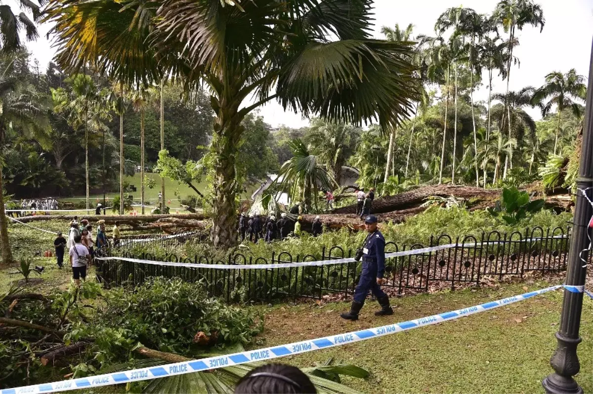 Singapur\'da 270 Yıllık Ağaç Devrildi: 1 Ölü