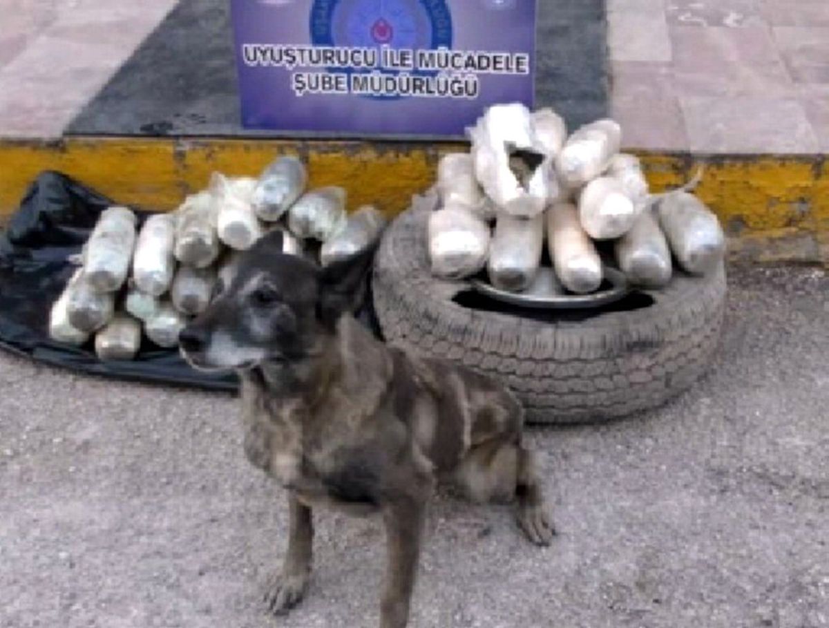 Uşak\'ta 23 Kilo 500 Gram Esrar Yakalandı
