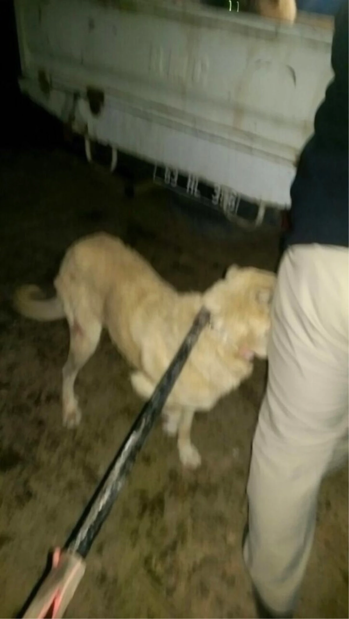 Viranşehir\'de Sokak Köpekleri Toplanıyor