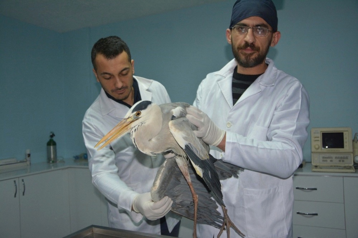 Yaralı Şahin ve Balıkçıl Kuş Tedavi Altına Alındı