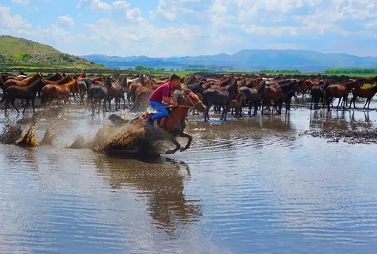 Yılkı Atları Fotoğrafçıların Gözdesi Oldu