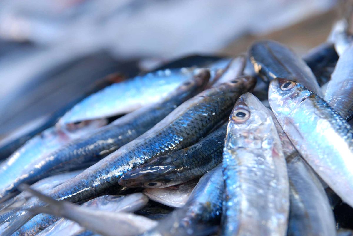 Avrupa\'da Satılan Omega 3 Haplarının Kaynağı Karadeniz Hamsisi"