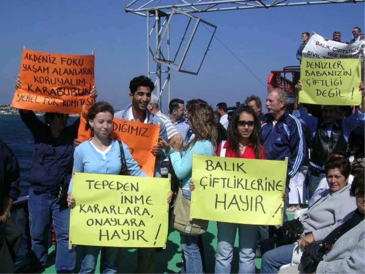 Balık Çiftlikleri Akdeniz Foklarına Tehdit\' İddiası