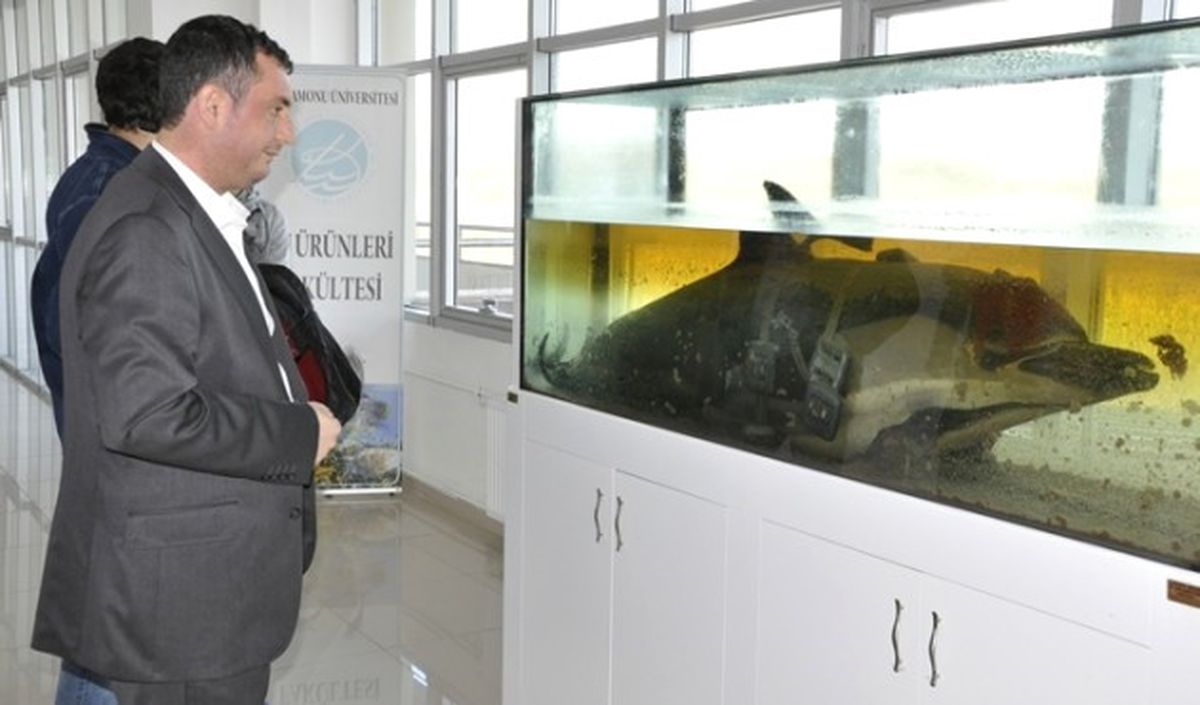 Balık Ölümlerine Otopsili Araştırma