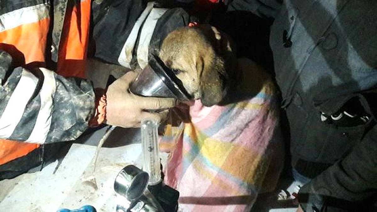 Beykoz\'da Kuyuya Düşen Yavru Köpek Kurtarıldı