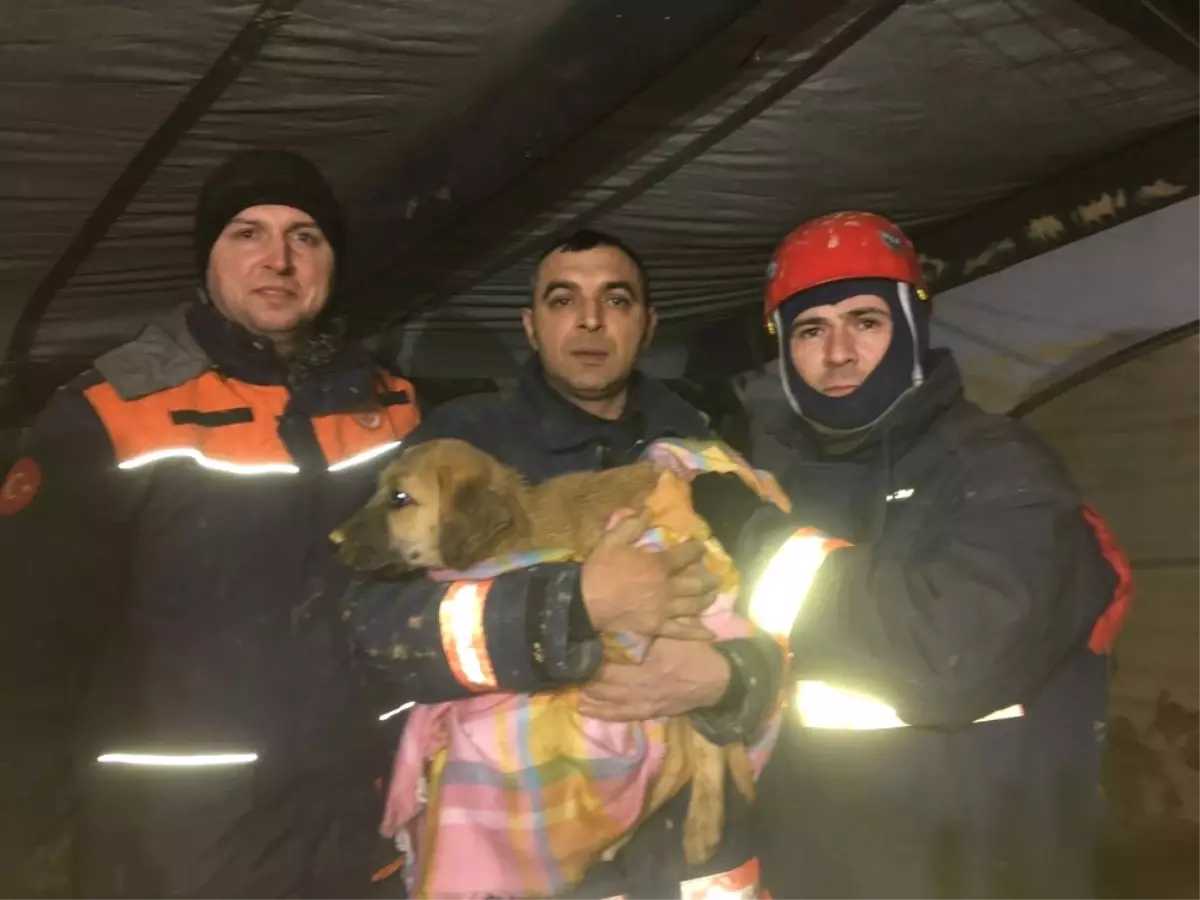 Dha İstanbul- Kurtarılan Köpek Kuyu\'nun Sağlık Durumu İyi, İştahı Yerinde