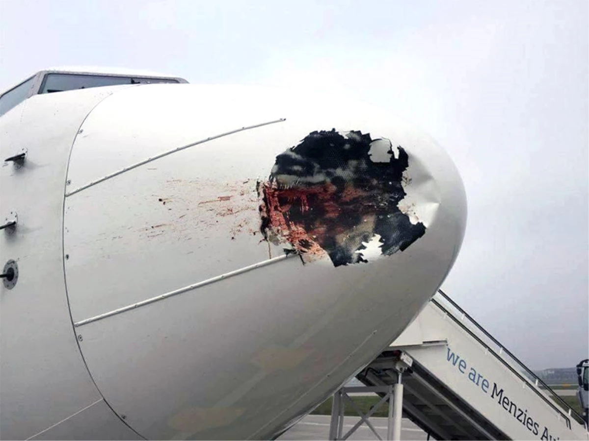 Dha İstanbul - Uçaklara Kuş Çarpma Kazaları Shgm\'ye Bildirilecek
