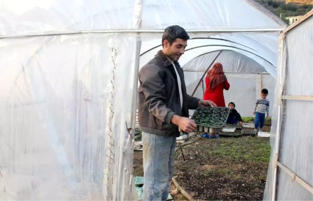 Gazipaşalı Üreticinin Yeni Geçim Kaynağı: Adaçayı