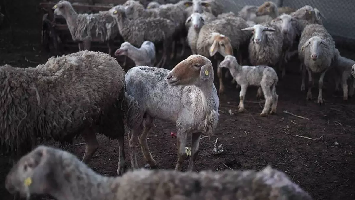 Gazze\'deki Besicilerin Şap Hastalığıyla Mücadelesi