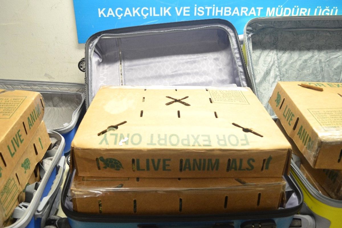 Kaplumbağalar Gümrüğe Takıldı