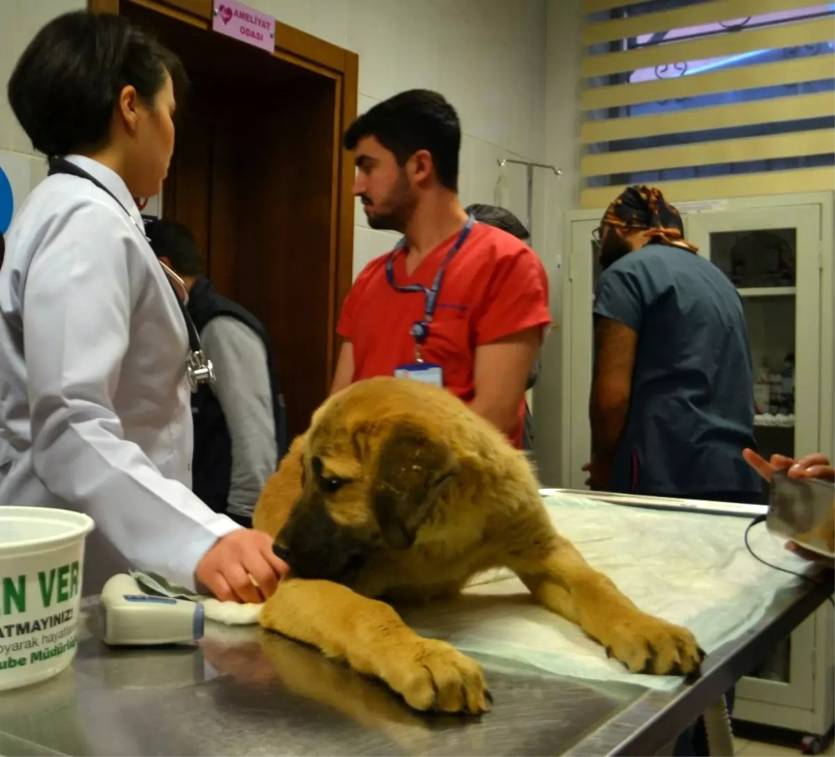 Kurtarılan "Kuyu" İsimli Köpek Tedavi İçin Hayvan Hastanesine Gönderildi