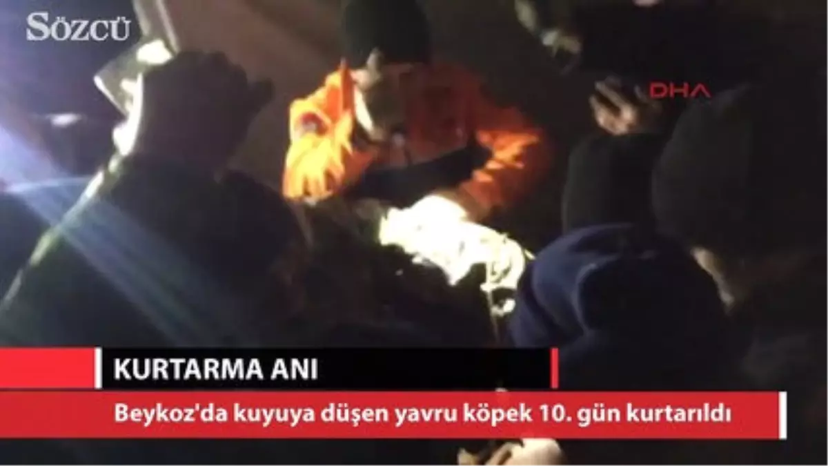 Kuyuya Düşen Yavru Köpeğin Kurtarılma Anı