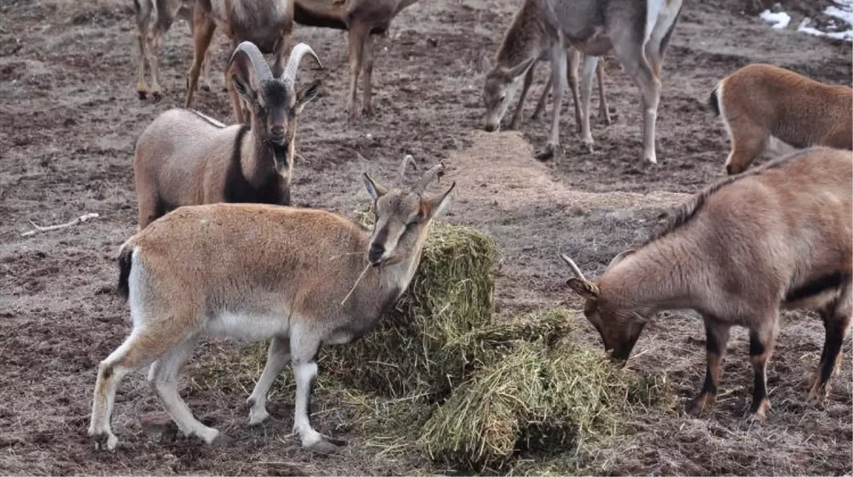 Türkiye\'nin İlk Fauna Tanıtım Alanı Genişletilecek