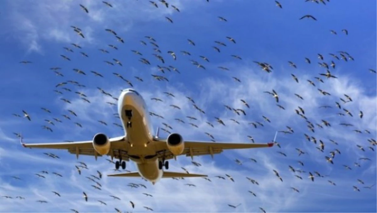 Uçaklara Kuş Çarpma Kazaları Shgm\'ye Bildirilecek