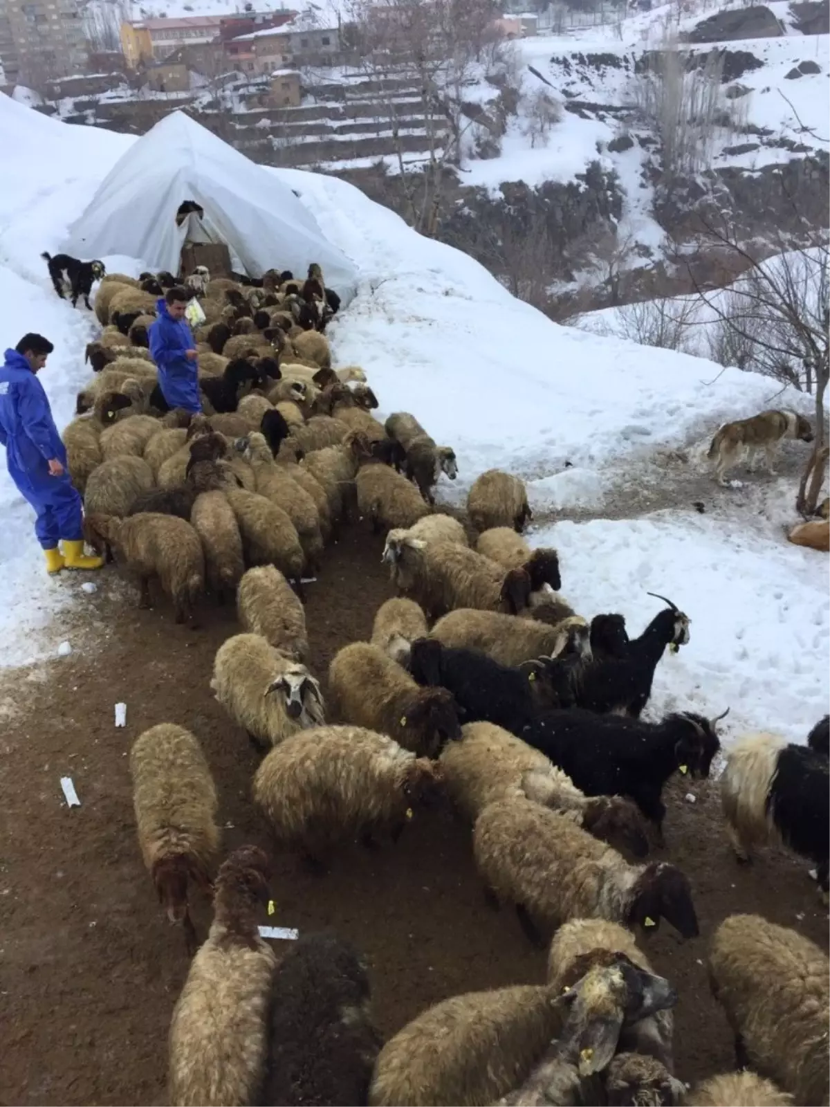 Bitlis\'te Şap Aşısı ve Küpeleme Çalışması