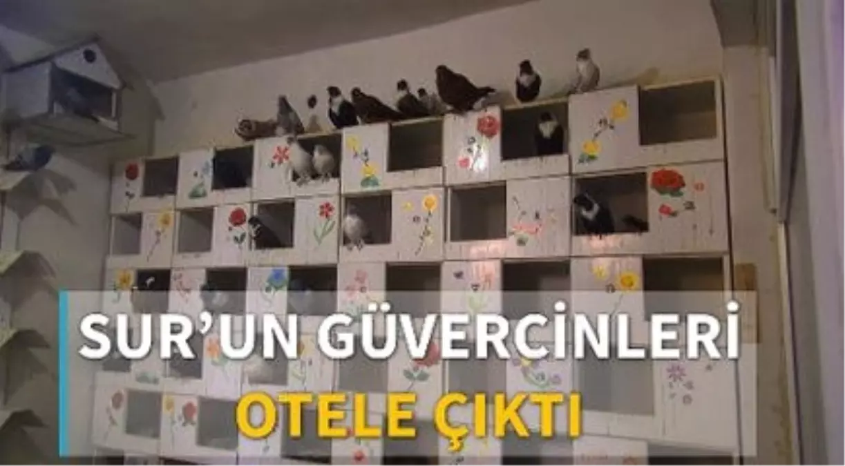 Sur\'un Güvercinleri Otele Çıktı