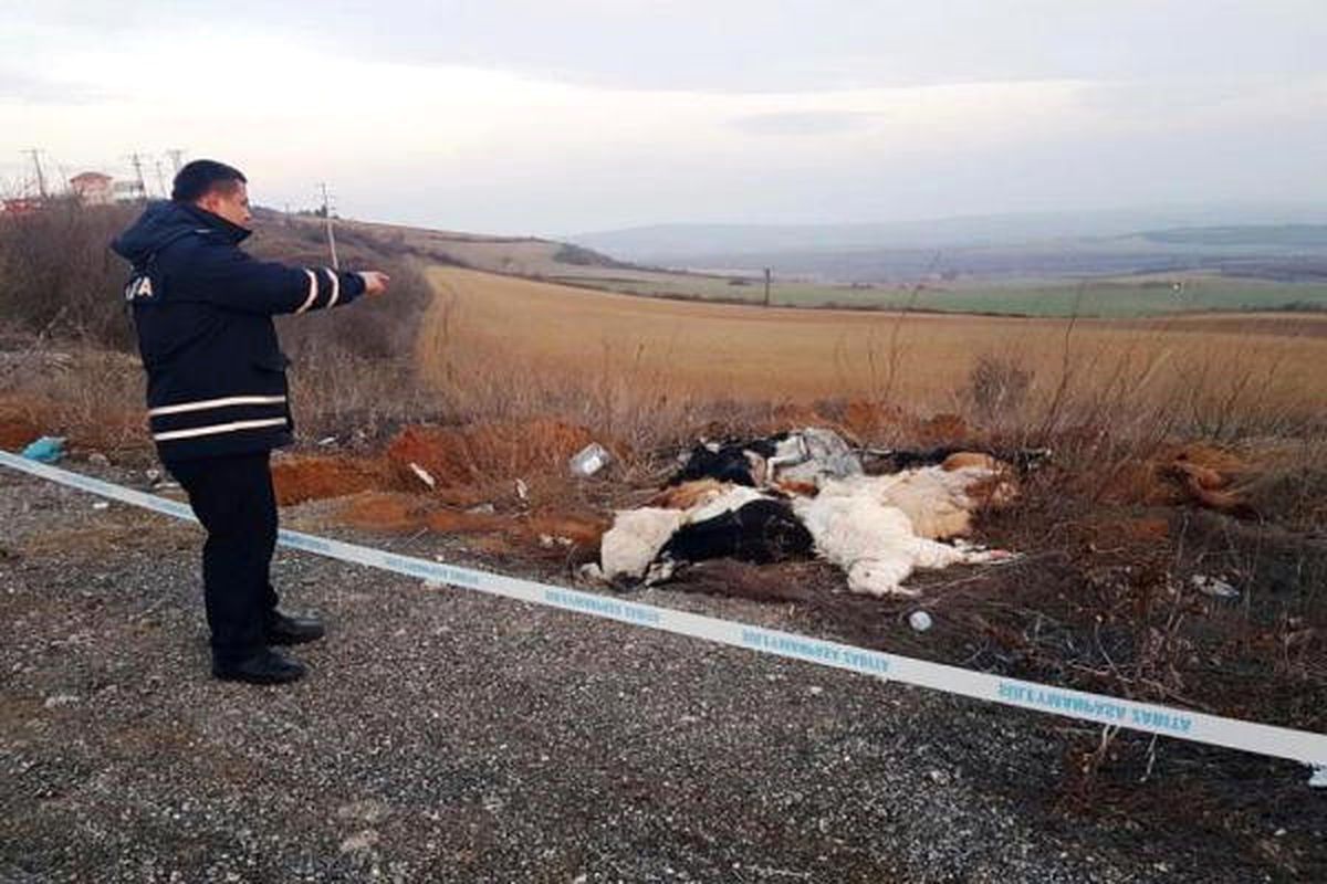 Tekirdağ\'da Yol Kenarında 15 Keçi Leşi Bulundu