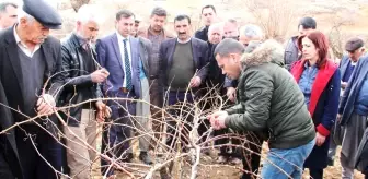 Bağ Yetiştiricilerine Bağ Budama Eğitimi Verildi