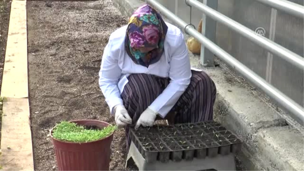 Bolu\'da Tropikal Meyve Üretimi