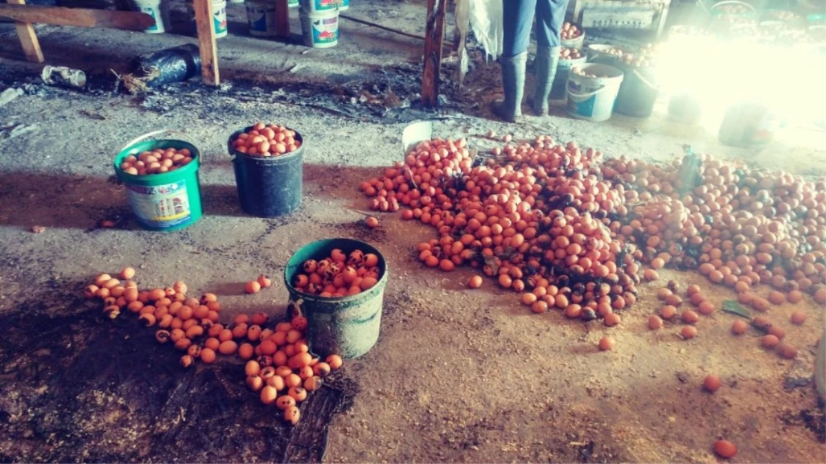 Çiftlikte Çıkan Yangında Binlerce Yumurta Kül Oldu