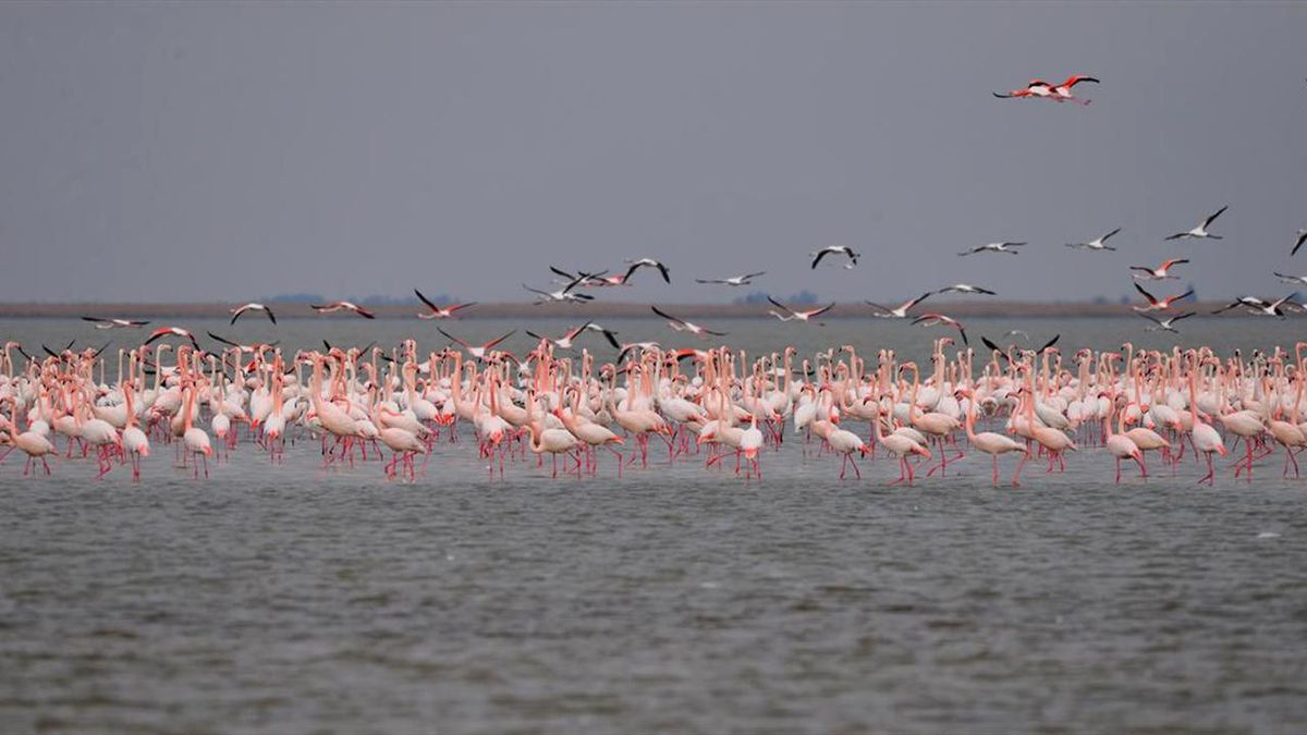 Dha Yurt - İzmit Körfezi\'ne Flamingo Akını