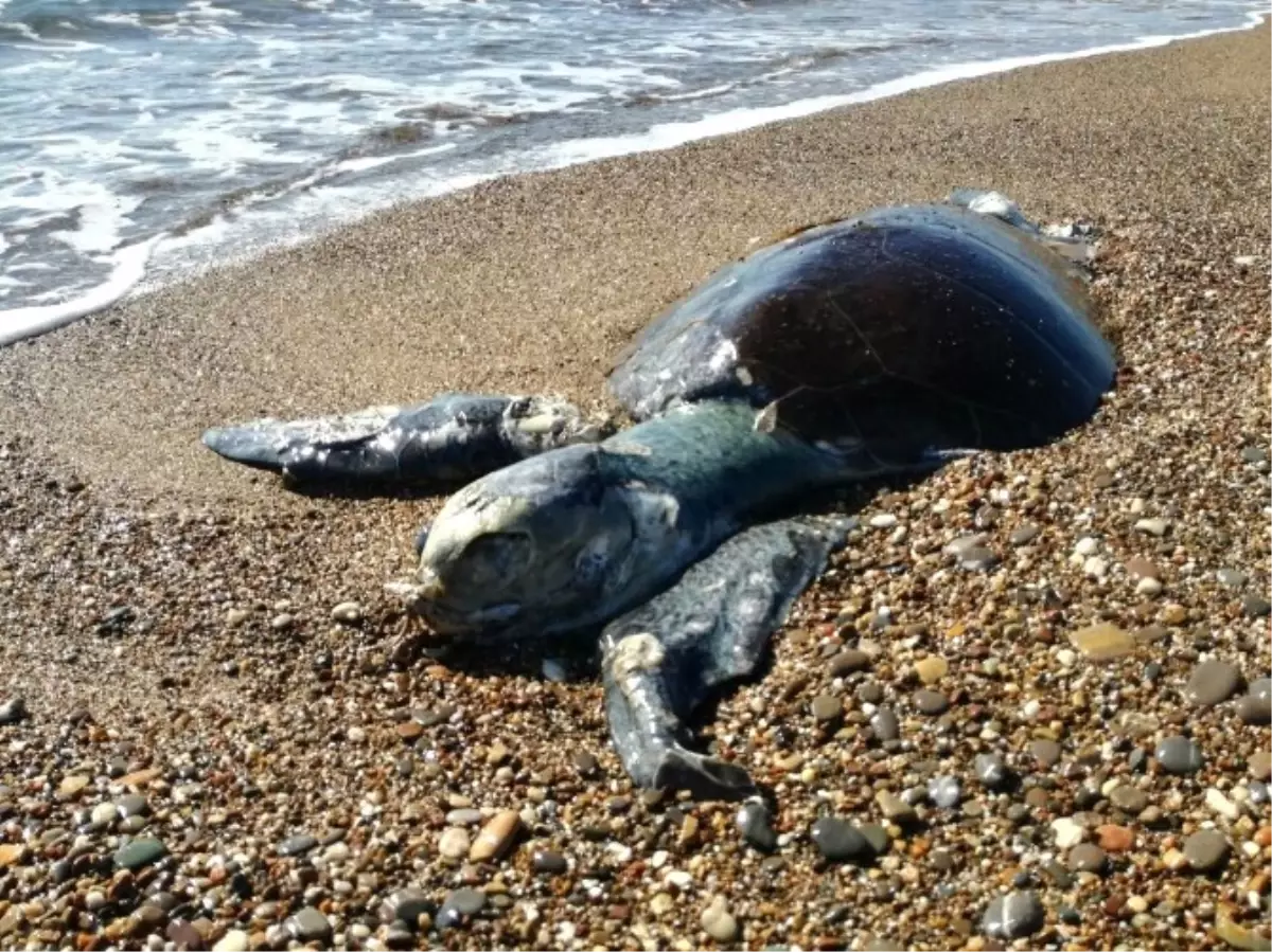 Erdek\'te Sahilde Caretta Caretta Bulundu