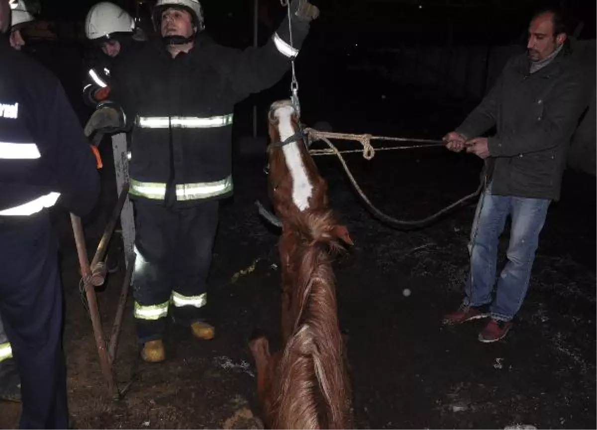 Foseptiğe Düşen Yarış Atını İtfaiye Kurtardı