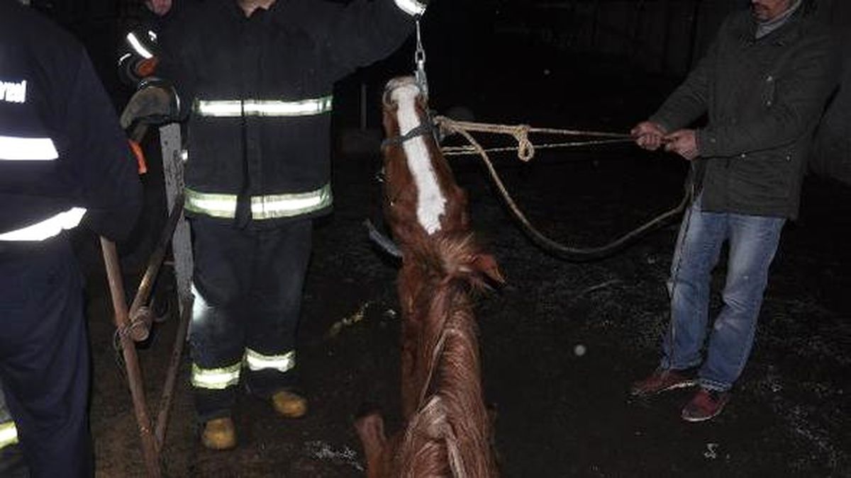 Foseptiğe Düşen Yarış Atını İtfaiye Kurtardı