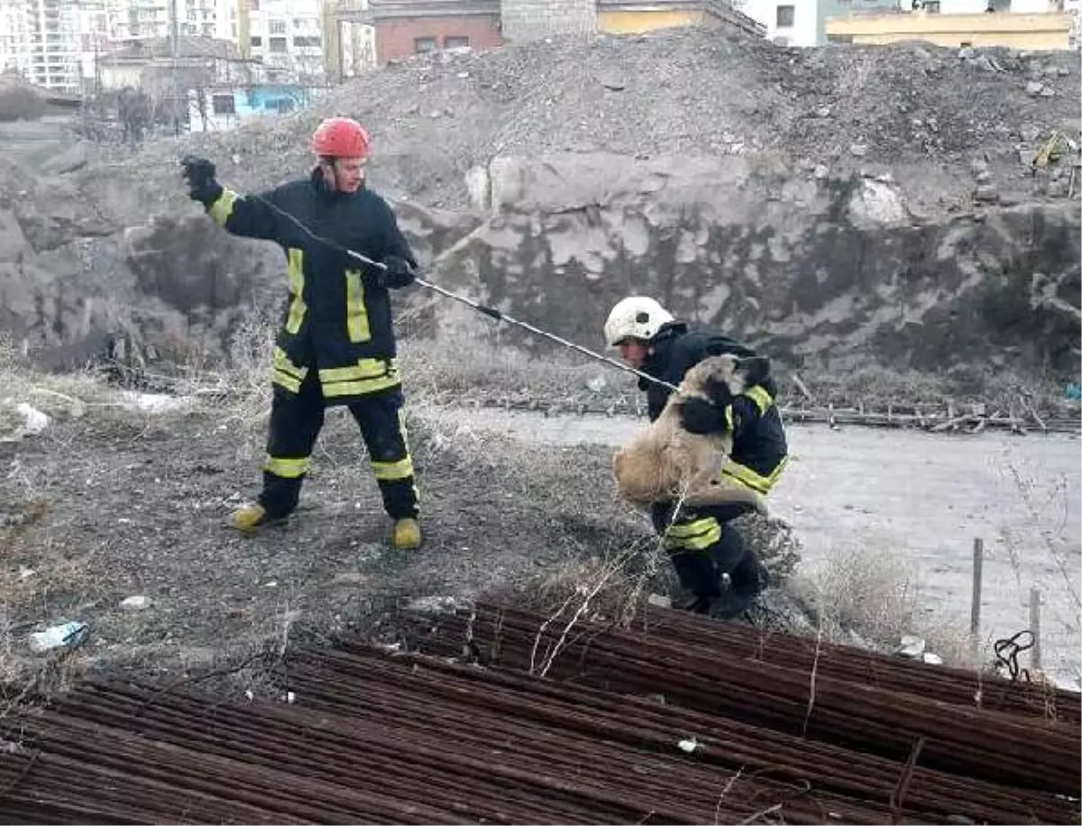 İnşaat Demirleri Arasına Sıkışan Köpek Kurtarıldı