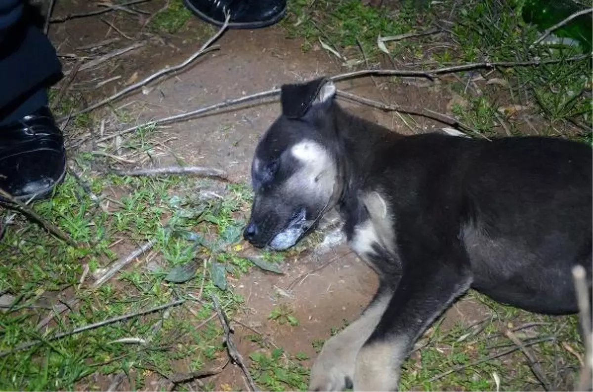 Kedi ve Köpeklerin Zehirlenip Telef Edilmesine Tepki