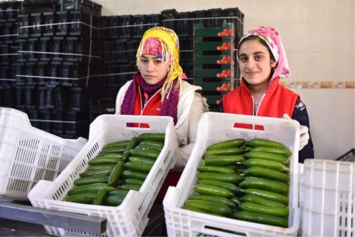 Soğuklar, Sebze Fiyatını Uçurdu