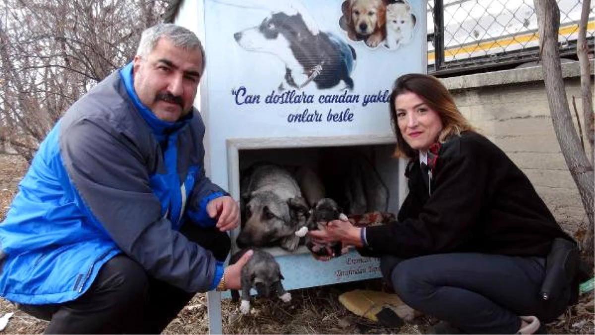 Yavru Köpekleri Donmaktan Son Anda Kurtardılar