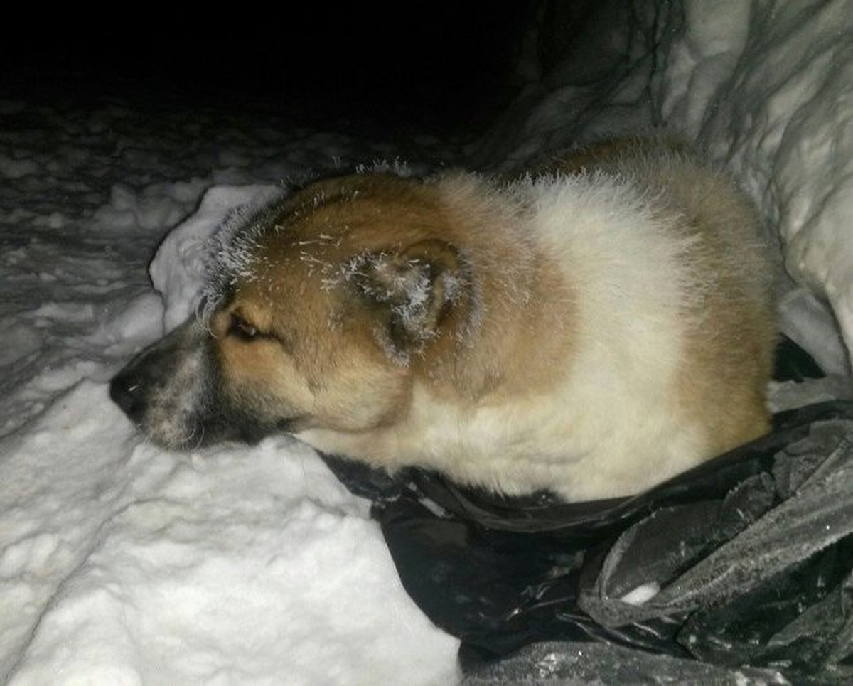 Yavru Köpekleri Donmaktan Son Anda Kurtardılar
