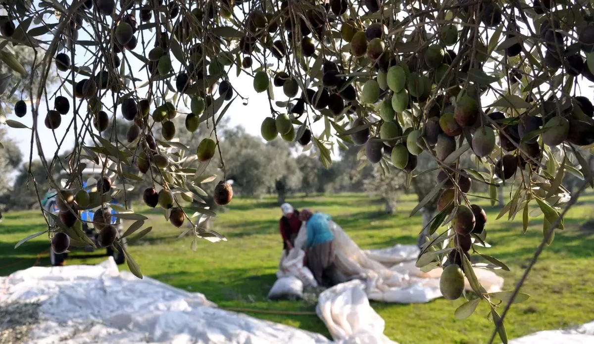 Zeytinde Hasat Sonu "Meci" Geleneği ile Bitiriliyor