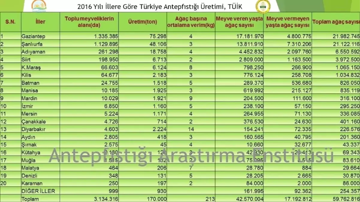 Antep Fıstığını En Çok Yetiştiren İl Gaziantep, En Verimli Yer Diyarbakır