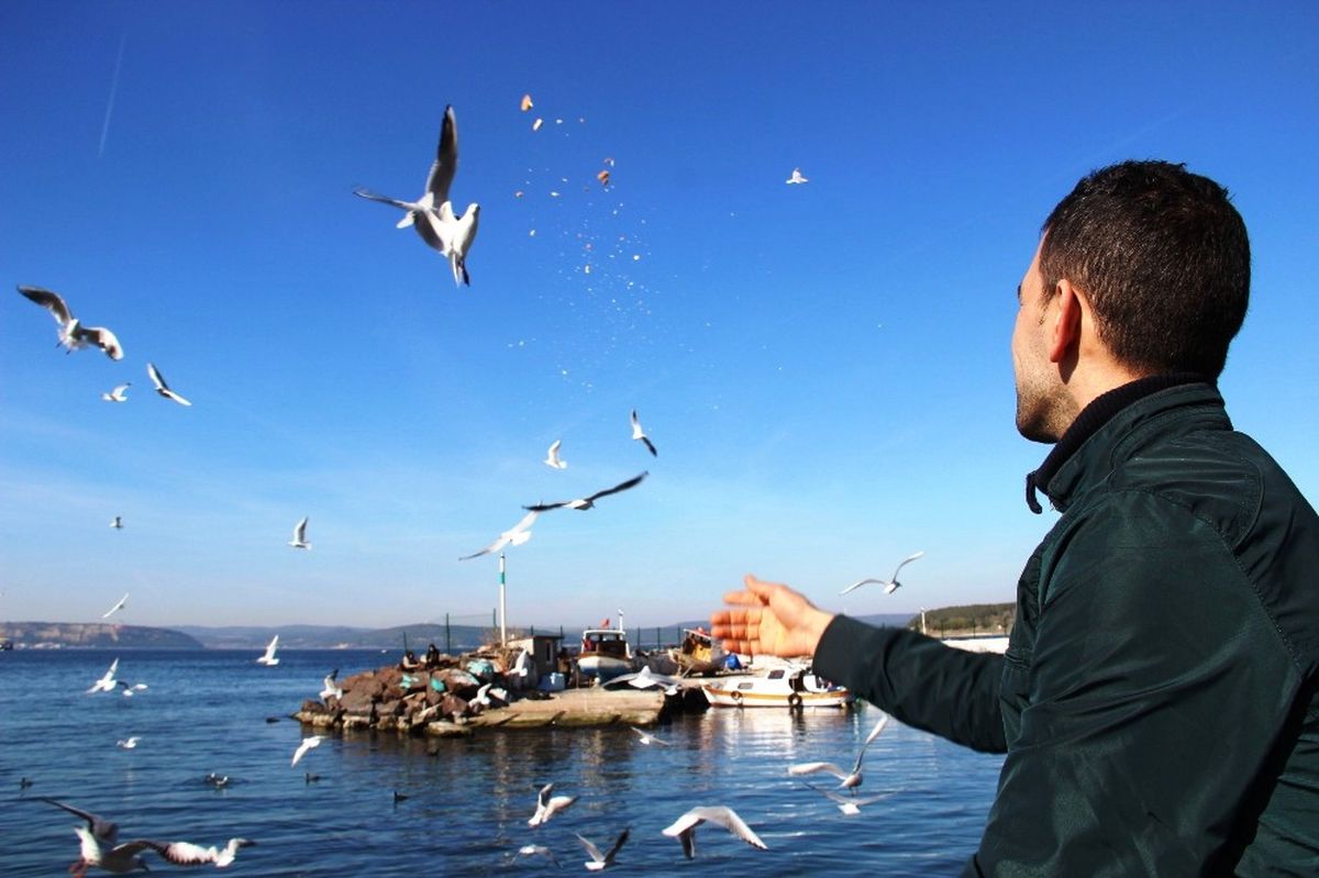 Çanakkale\'de Martı Besleme Etkinliği