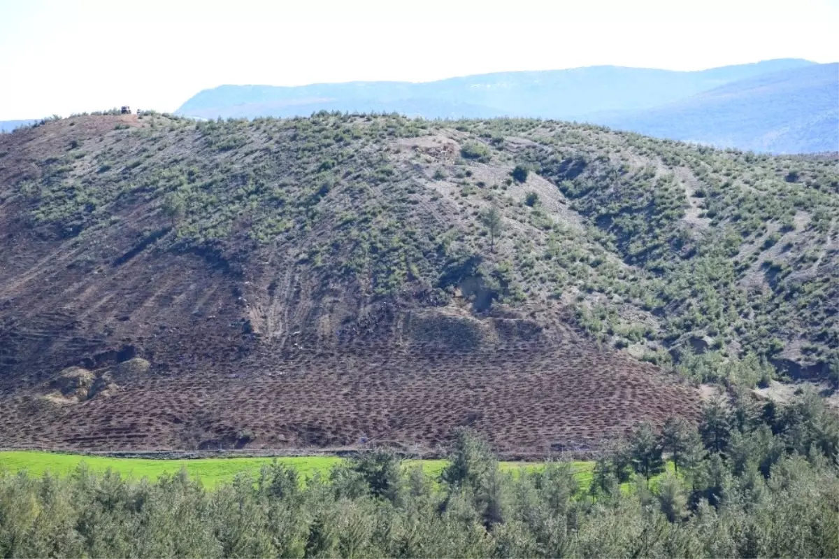 Kilis\'te Yanan Orman Alanı Yeniden Ağaçlandırılıyor