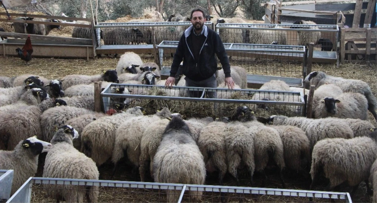 Bursalı Besicinin Ukrayna\'dan Getirdiği Koyunlar Beşer Beşer Doğuruyor