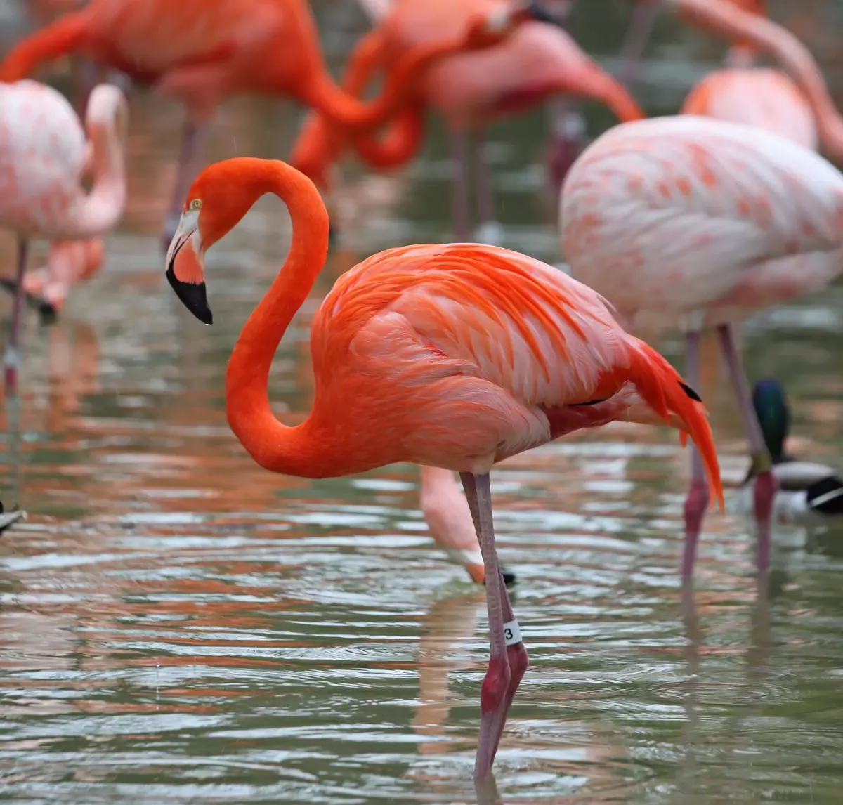 Flamingolar İzmit Körfezi\'ni Mesken Tuttu