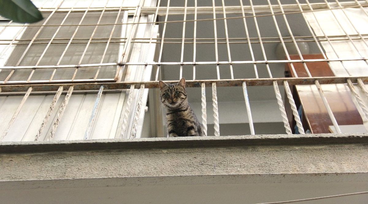 Hayvansever Kadının Duyarlılığı, Polisi ve İtfaiyeyi Alarma Geçirdi