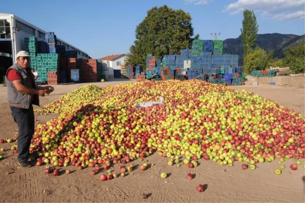 Türkiye\'de Yılda 500 Bin Ton Elma Çöpe Gidiyor 2