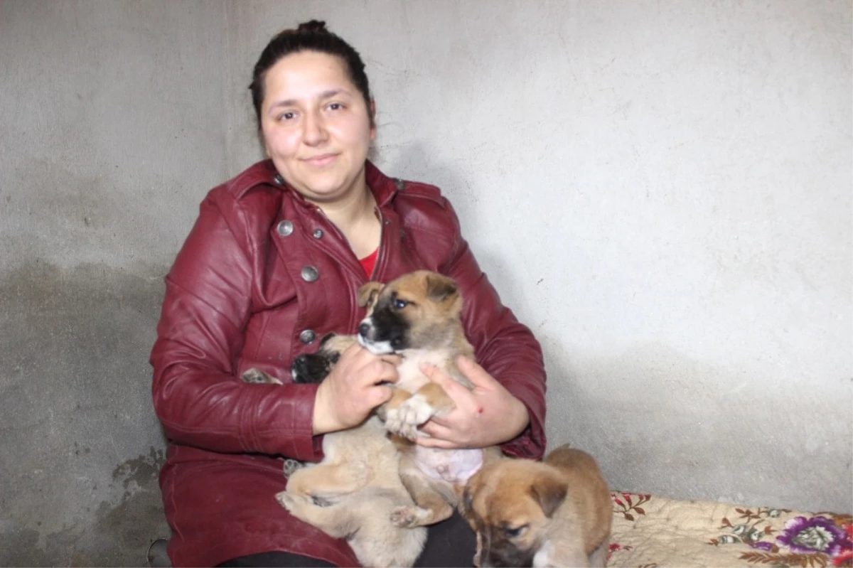 100 Köpek ve 30 Kediye Bakan Gülşen Kurt, 30 Köpeğin Zehirlendiğini İddia Etti