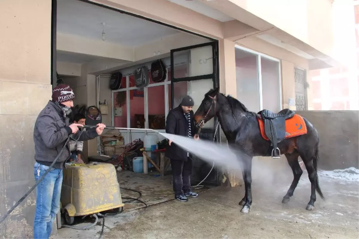 Atı Otomobil Gibi Yıkadılar