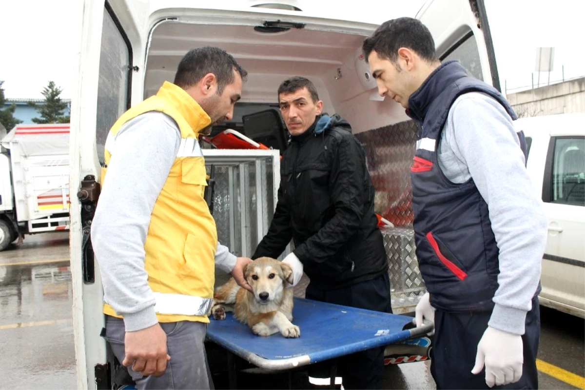 Ayakları Kırılan Hayvan İçin Özel Ambulans