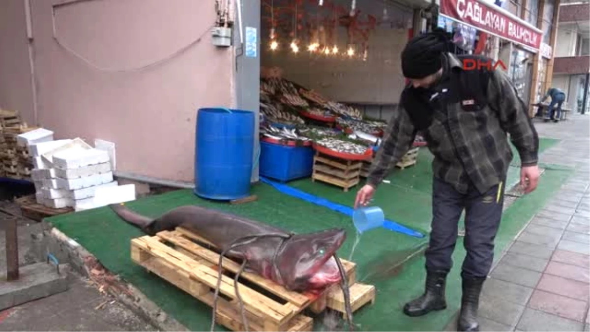 Çorlu - Marmara Denizi\'nde 3 Metrelik Köpek Balığı Yakaladı