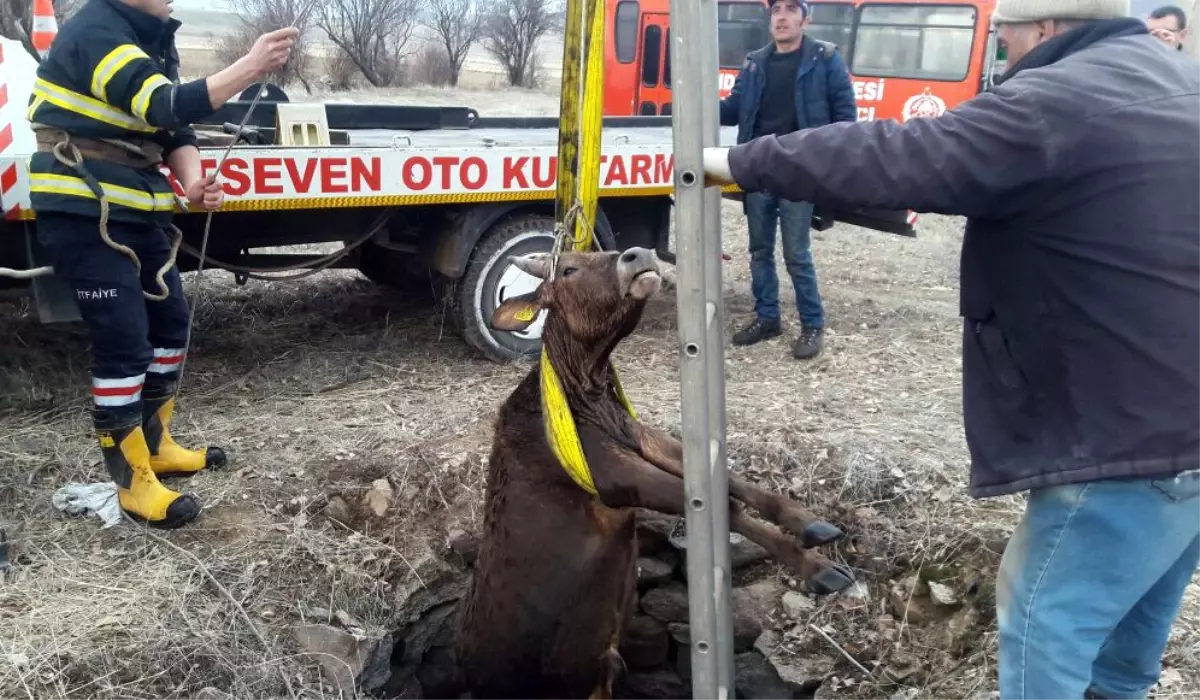 Kuyudan Kurtuldu, Kasaptan Kurtulamadı