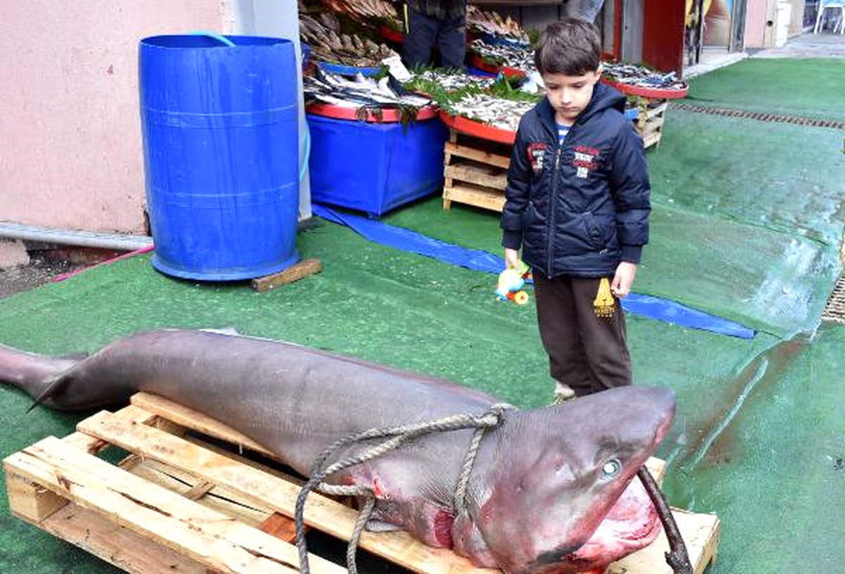 Marmara Denizi\'nde 3 Metrelik Köpek Balığı Yakaladı